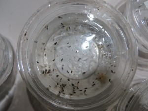 ヒトスジシマカの蛹